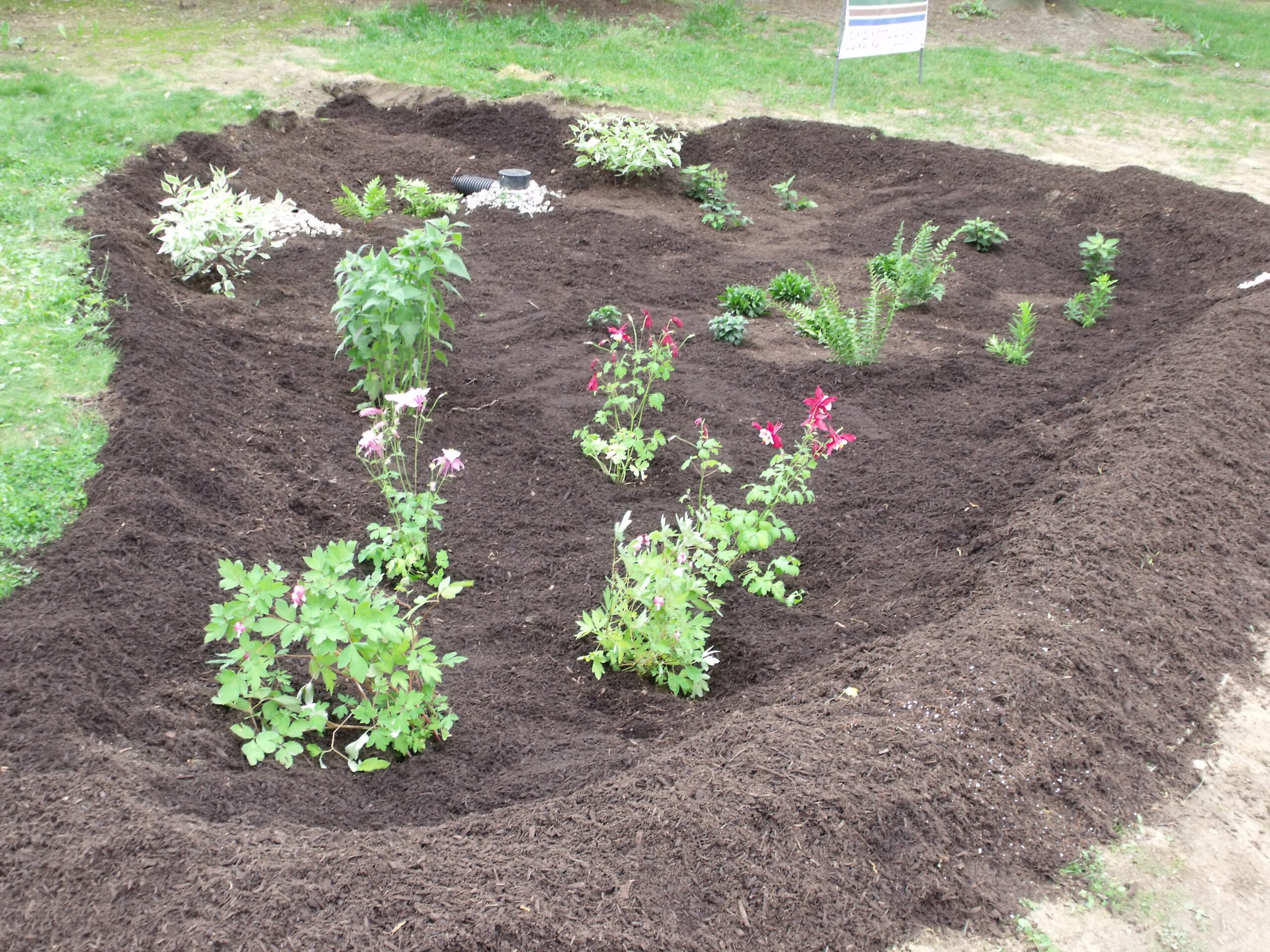 Rain Garden – Rutgers Gardens