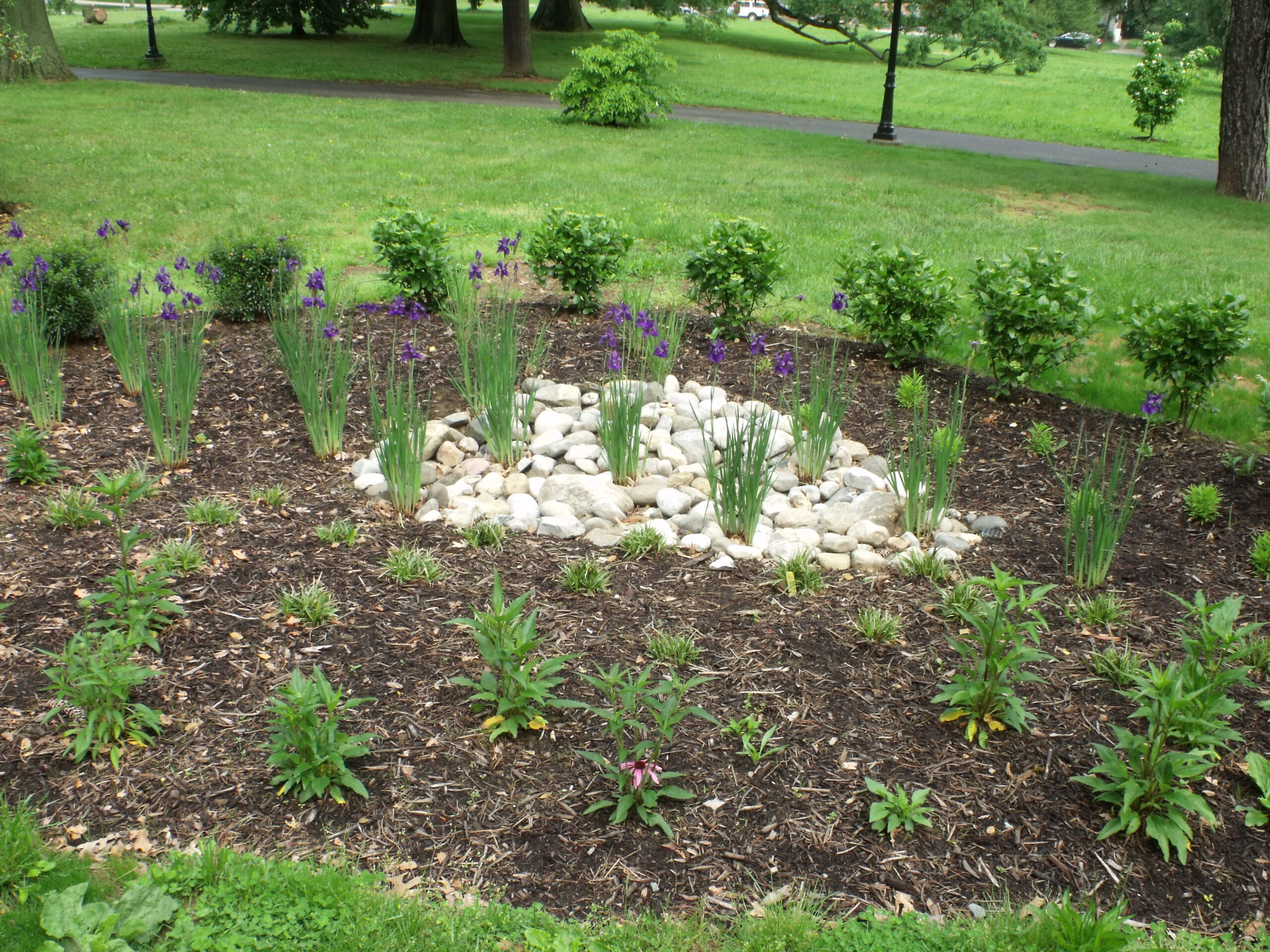A rain garden with some stones in the center.